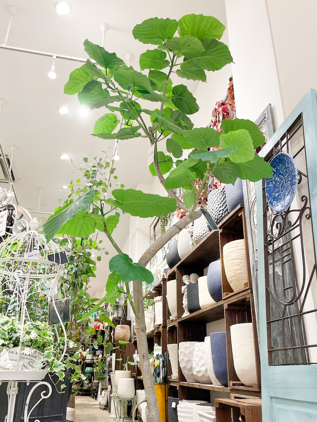 【NEWS】大きなサイズのウンベラータが入荷しました！〈直営店共通〉
