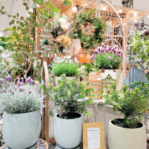 【NEWS】爽やかカラーのお花集めました♪〈直営店共通〉