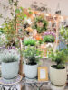 【NEWS】爽やかカラーのお花集めました♪〈直営店共通〉
