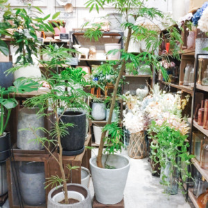小さな葉っぱが涼やかなエバーフレッシュ〈西宮店〉