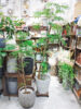 小さな葉っぱが涼やかなエバーフレッシュ〈西宮店〉