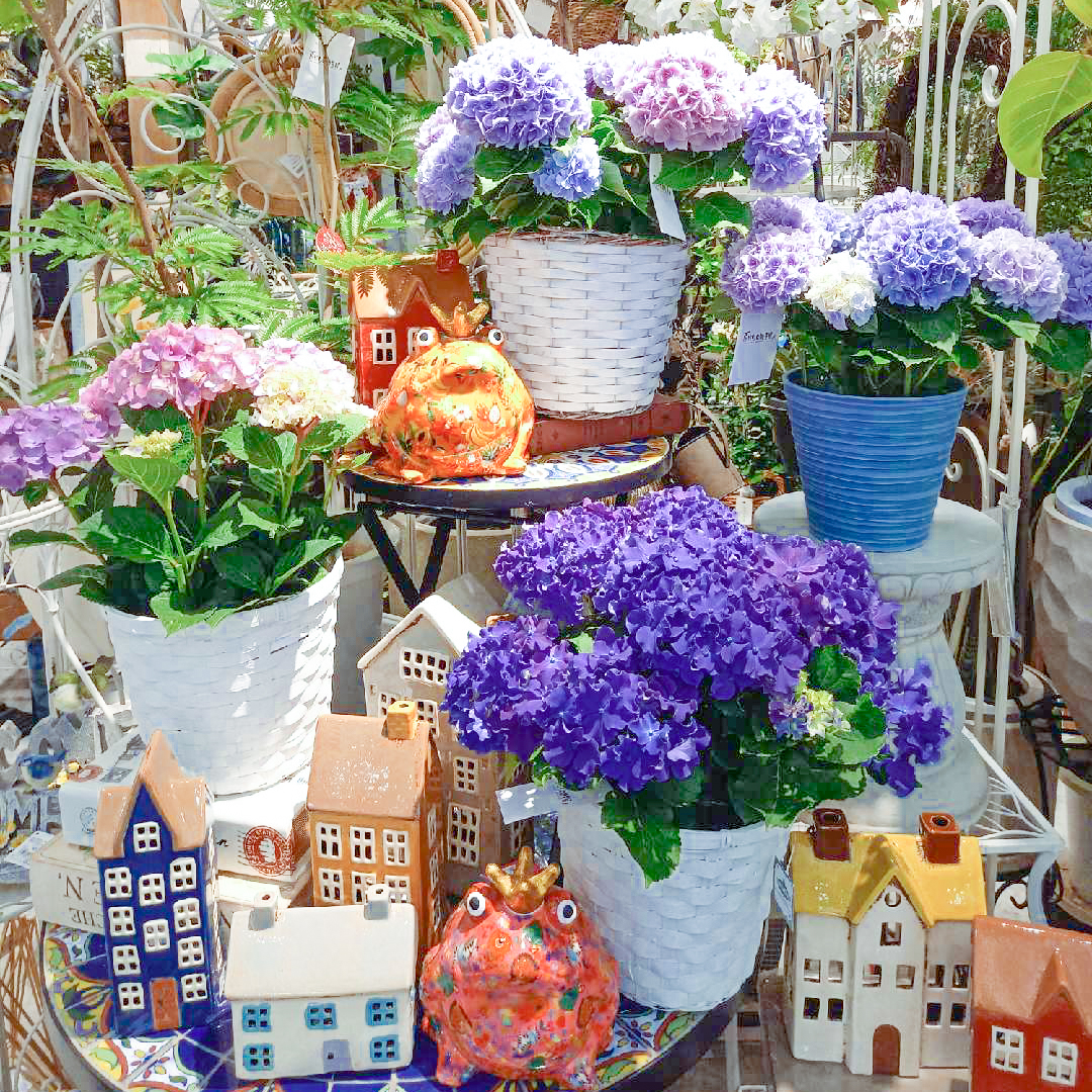 【数量限定】一足早い紫陽花が限定入荷!〈直営店共通〉