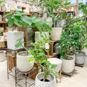 合わせやすい！白いファイバー鉢〈西宮店〉