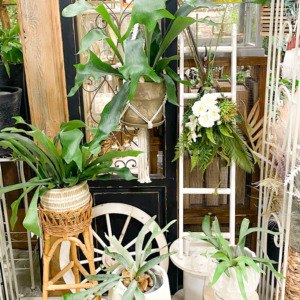 涼しげでカッコいいコウモリラン！〈西宮店〉