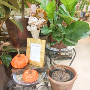 【数量限定】こっくりカラーの植木鉢でお部屋を秋支度〈直営店共通〉