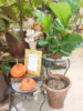 【数量限定】こっくりカラーの植木鉢でお部屋を秋支度〈直営店共通〉