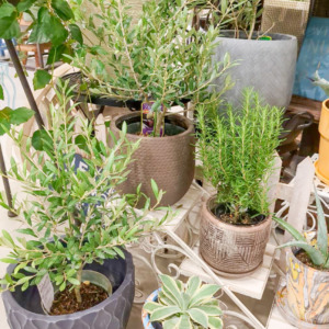 【数量限定】お部屋やお庭に植物を飾って秋の彩りを〈直営店共通〉