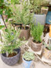 【数量限定】お部屋やお庭に植物を飾って秋の彩りを〈直営店共通〉