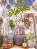 秋の植え替えにおすすめの新作鉢〈なんば店〉