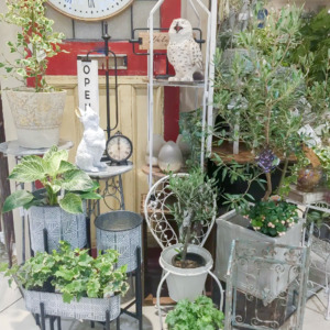 【数量限定】新作花台、続々と入荷中です！〈直営店共通〉