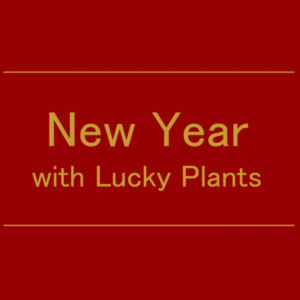 【NEWS】NewYear with LuckyPlants〈直営店共通〉