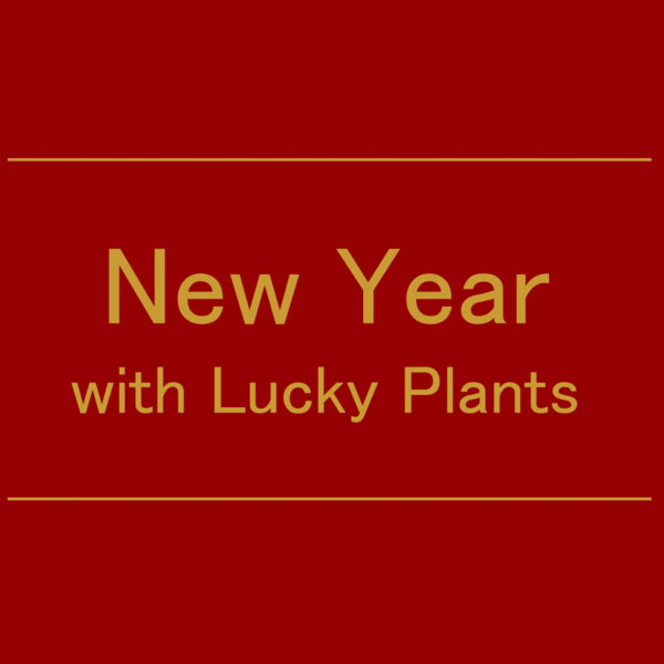【NEWS】NewYear with LuckyPlants〈直営店共通〉