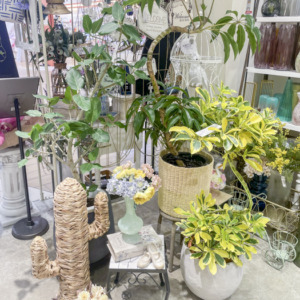 お部屋に春を感じる空間を♪〈京都桂川店〉