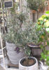 【数量限定】オリーブと新作鉢でガーデニングスタート！〈直営店共通〉