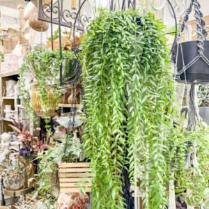 観葉植物はじめてみませんか〈西宮店〉
