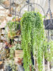 観葉植物はじめてみませんか〈西宮店〉