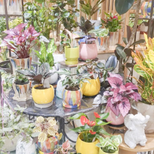 【数量限定】お部屋にカラーリーフを♪〈直営店共通〉