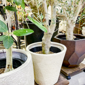 青々と茂った観葉植物〈京都桂川店〉