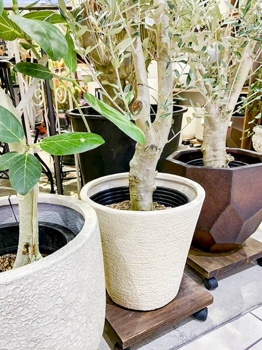 青々と茂った観葉植物〈京都桂川店〉 | みどりの雑貨屋