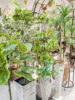 【数量限定】GWも みどりの雑貨屋 でBotanical Lifeを楽しみましょう♪〈直営店共通〉