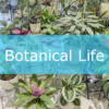 【NEWS】Botanical Life 〈直営店共通〉