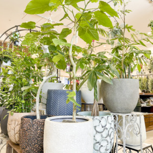 材質の違う大きい植木鉢〈みのお店〉