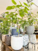 材質の違う大きい植木鉢〈みのお店〉