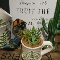【7月ワークショップ】特別企画！ミニ多肉の寄せ植え〈京都マルイ店〉