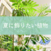 【NEWS】夏に飾りたい植物〈直営店共通〉