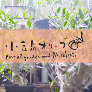 【NEWS】小豆島オリーブが入荷しました♪〈直営店共通〉