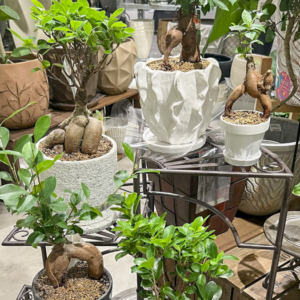 縁起が良い植物♪ガジュマル〈梅田店〉