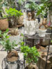 縁起が良い植物♪ガジュマル〈梅田店〉