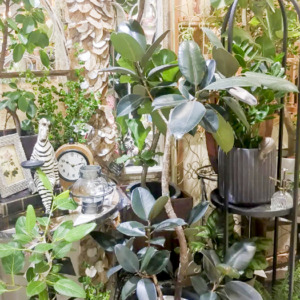 【数量限定】秋を感じる植物でお部屋をイメージチェンジ〈直営店共通〉
