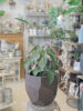【数量限定】お玄関やお家に合ったグリーン選び〈直営店共通〉