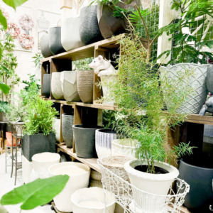 秋の植え替え準備〈西宮店〉
