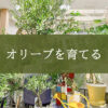 【NEWS】 オリーブを育てる〈直営店共通〉