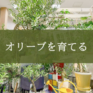 【NEWS】 オリーブを育てる〈直営店共通〉