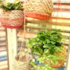 カラフルplant basket♪〈西宮店〉