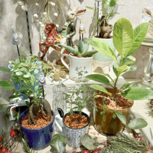 セラミスで暮らしのそばに植物を〈西宮店〉