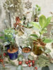 セラミスで暮らしのそばに植物を〈西宮店〉