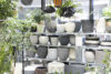 【NEWS】新年準備にぴったり！植物を着せ替えておしゃれな空間に♪〈直営店共通〉