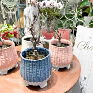 【数量限定】一才桜で小さな春の訪れを楽しもう♪〈直営店共通〉