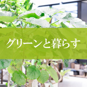 【NEWS】グリーンと暮らす〈直営店共通〉