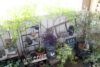 春のお庭づくりにぴったり！ツル性植物とガーデン雑貨の楽しみ方♪〈直営店共通〉