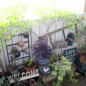 春のお庭づくりにぴったり！ツル性植物とガーデン雑貨の楽しみ方♪〈直営店共通〉