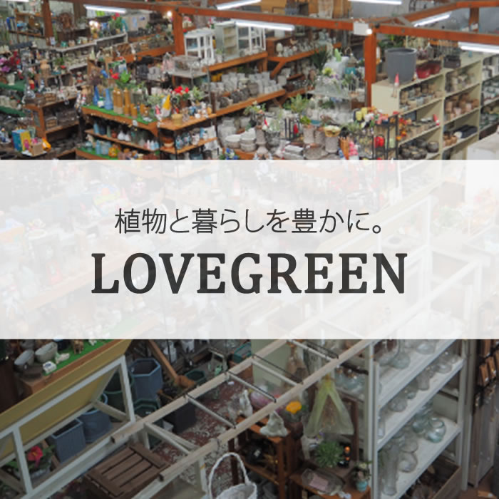 【NEWS】LOVEGREEN で紹介されました〈ノア豊中本店〉