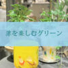 【数量限定】この夏は、特別なガラス鉢で爽やかに♪〈直営店共通〉