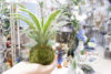 【数量限定】苔玉から感じる手のひらサイズの癒し〈直営店共通〉