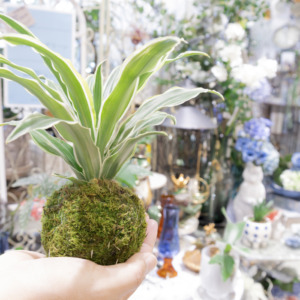 【数量限定】苔玉から感じる手のひらサイズの癒し〈直営店共通〉