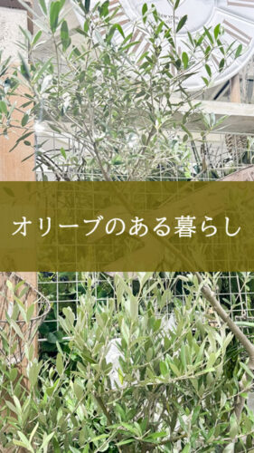 【NEWS】オリーブのある暮らし〈直営店共通〉